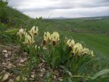 Iris pumila