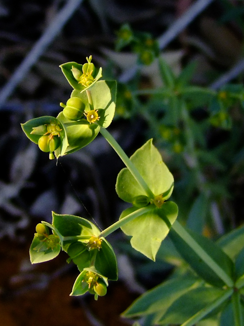 Image of Euphorbia terracina specimen.