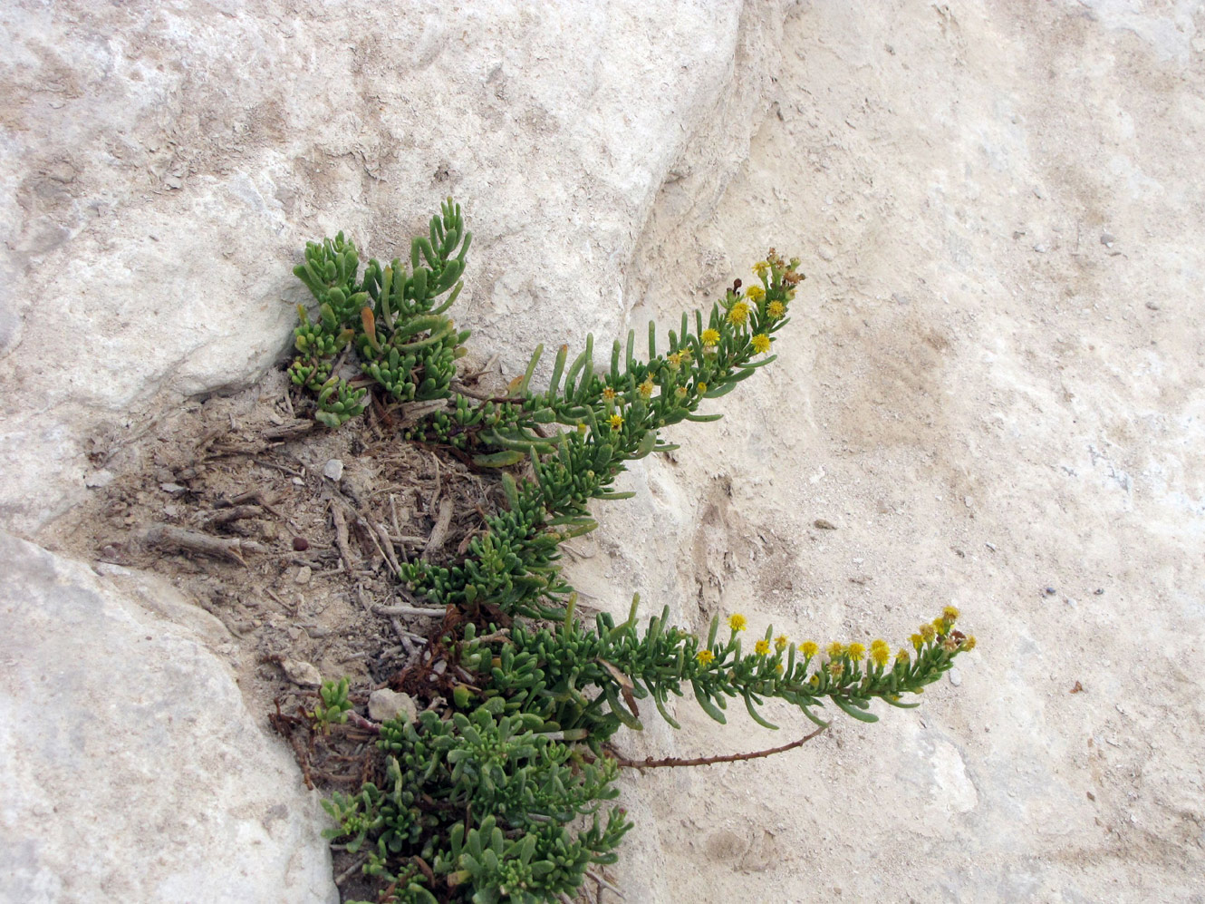 Изображение особи Limbarda crithmoides.