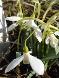 Galanthus angustifolius