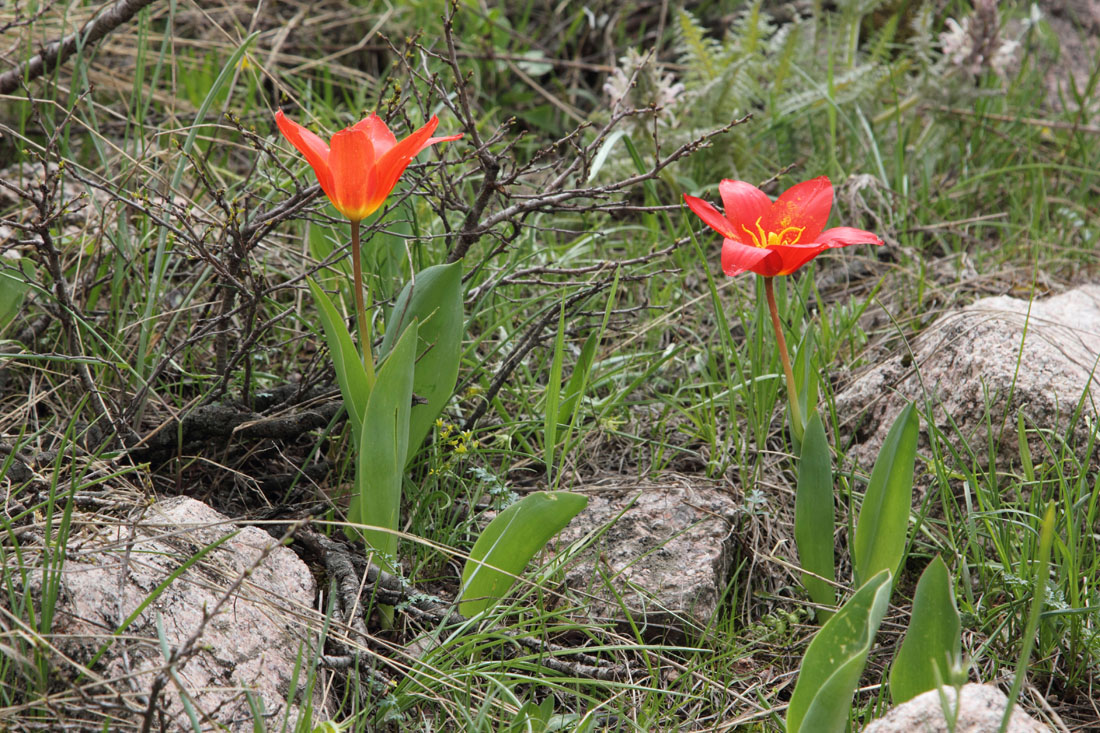 Image of Tulipa tschimganica specimen.