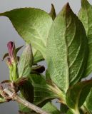 Weigela florida. Развивающиеся бутоны и листья (видна их обратная сторона). Германия, г. Кемпен, в парке. 07.05.2012.