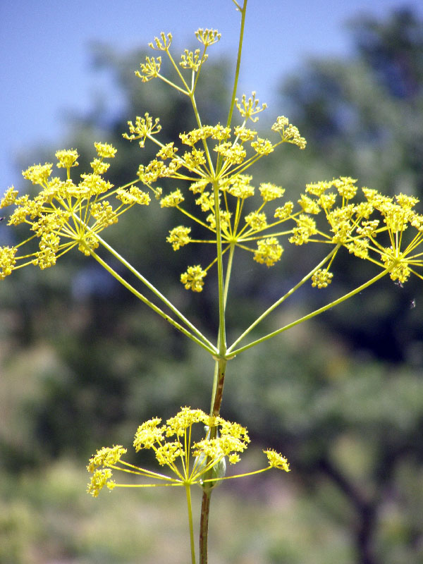 Изображение особи Ferula ugamica.