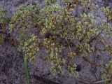 Scleranthus perennis. Соцветия. Курская обл., Железногорский р-н, ур. Кармановская дача, опушка у ж.д. 24 июля 2007 г.