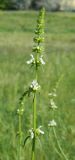 Stachys krynkensis