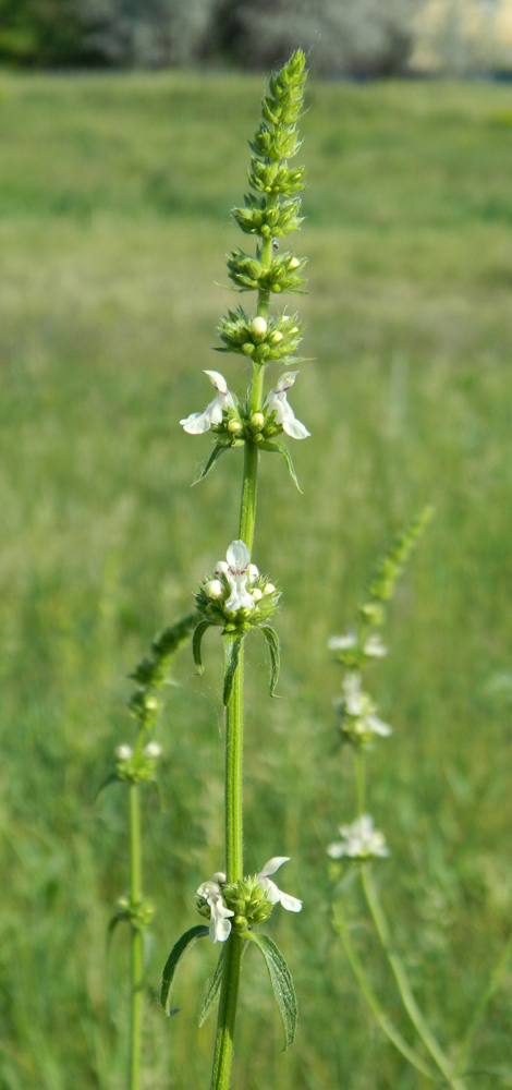 Изображение особи Stachys krynkensis.