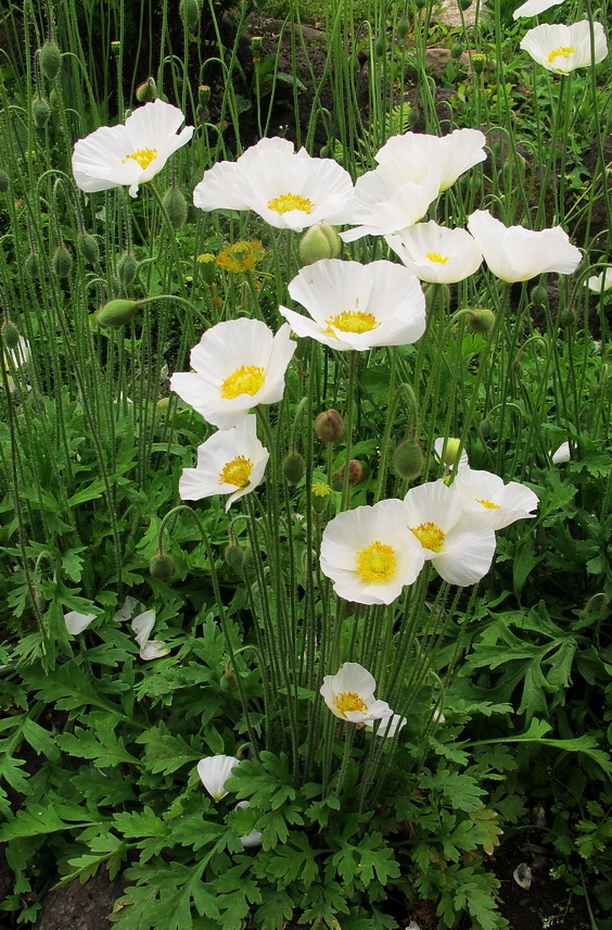 Image of Papaver amurense specimen.