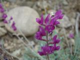 Oxytropis rosea