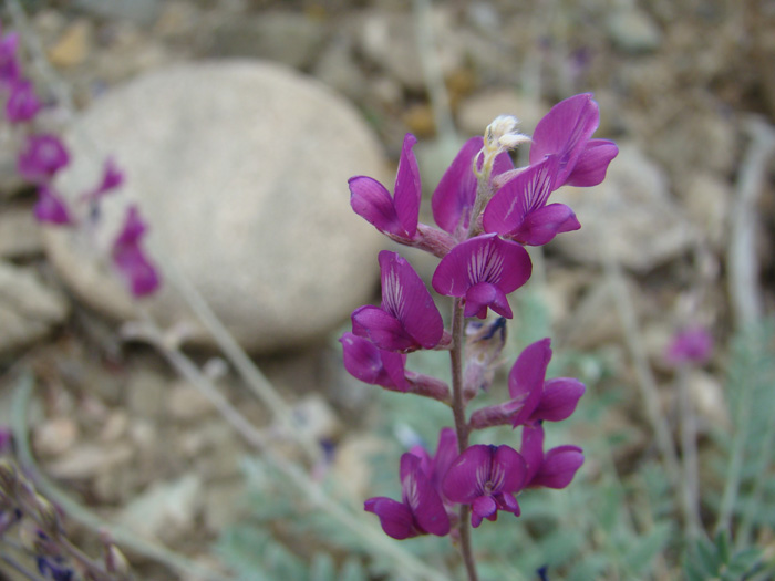 Изображение особи Oxytropis rosea.