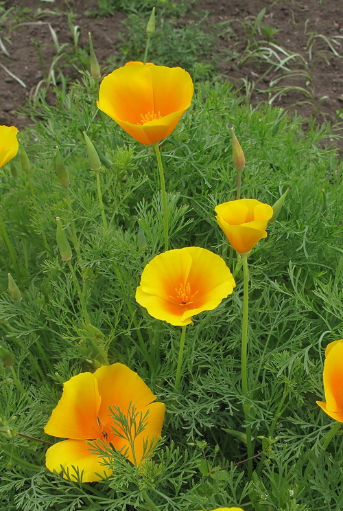 Изображение особи Eschscholzia californica.