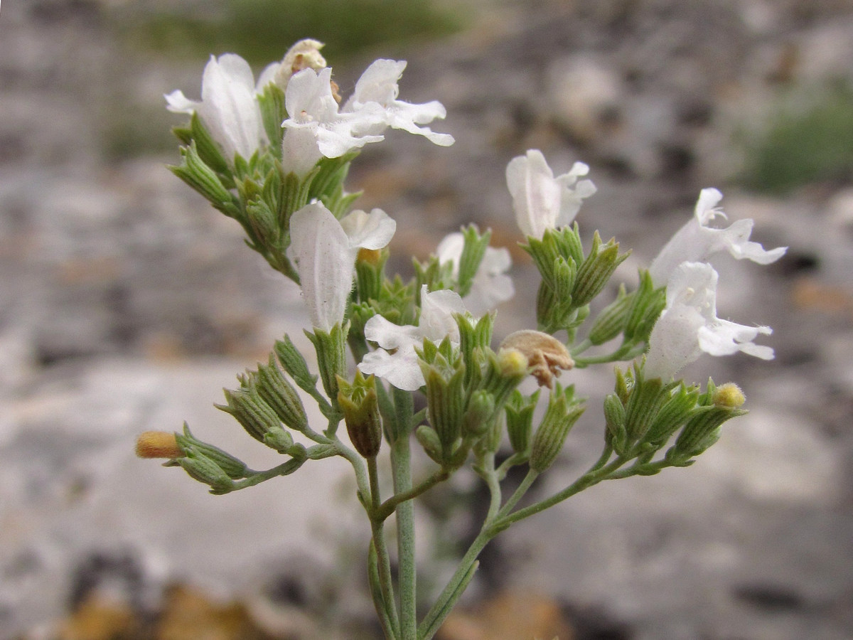 Image of Micromeria serpyllifolia specimen.