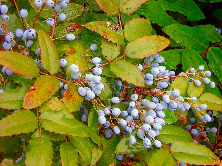 Image of Mahonia aquifolium specimen.