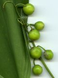 Convallaria majalis. Соплодие с незрелыми плодами (отсканированный образец). Курская обл., г. Железногорск, берег вдхр. на р. Погарщина. 12 июля 2007 г.
