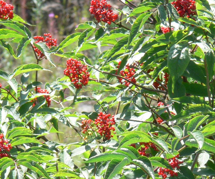 Image of Sambucus sibirica specimen.