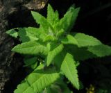 Pedicularis resupinata