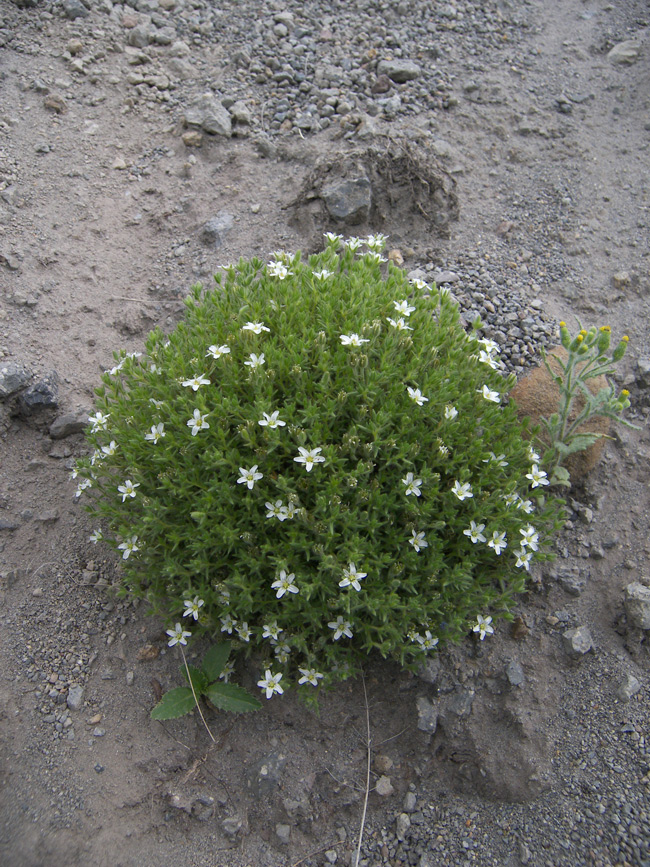 Image of Minuartia inamoena specimen.