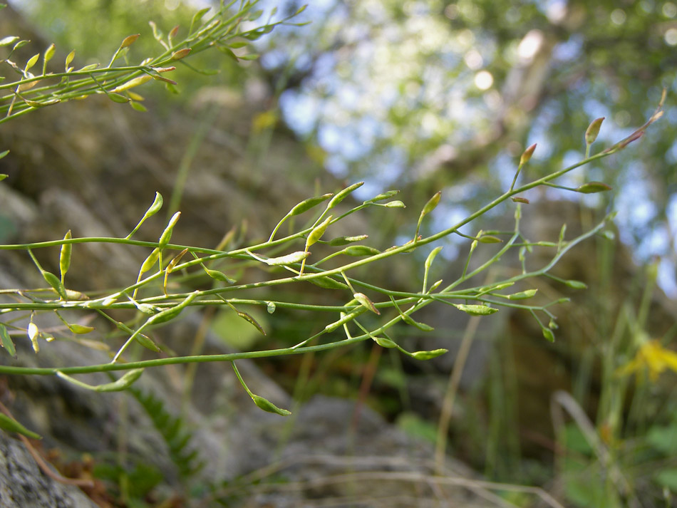 Image of Draba siliquosa specimen.