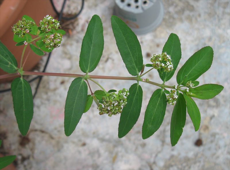 Image of genus Chamaesyce specimen.