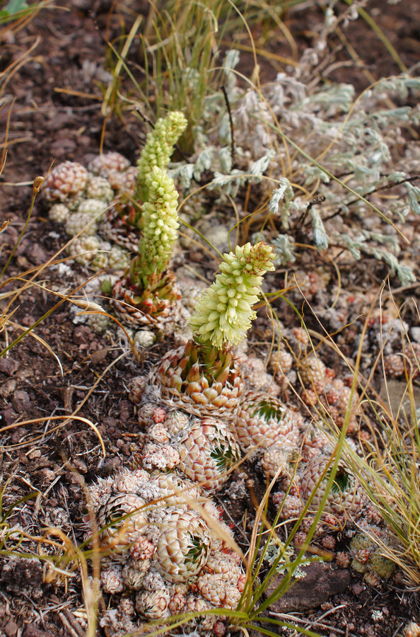 Изображение особи Orostachys spinosa.