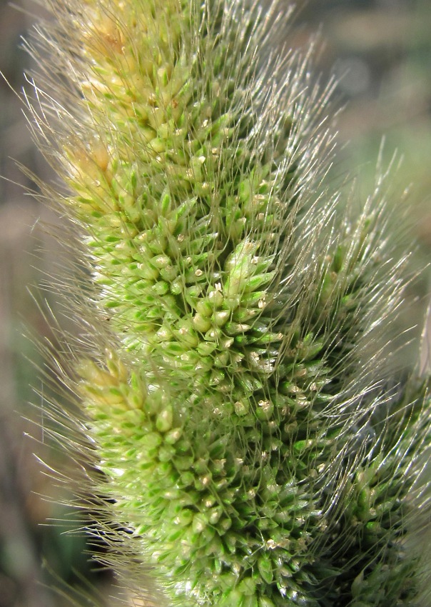 Изображение особи Polypogon monspeliensis.