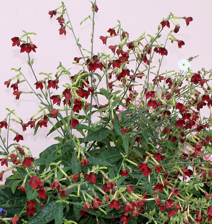 Image of Nicotiana alata specimen.
