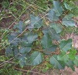 Populus × sibirica. Молодое растение. Курская обл., г. Железногорск, пойма р. Погарщина. 11 июля 2007 г.