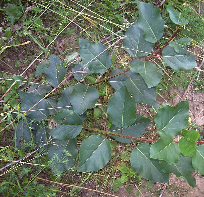 Image of Populus × sibirica specimen.