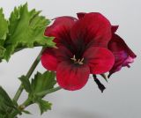 Pelargonium &times; domesticum