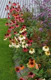 Echinacea purpurea