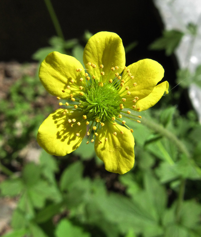 Image of Geum urbanum specimen.