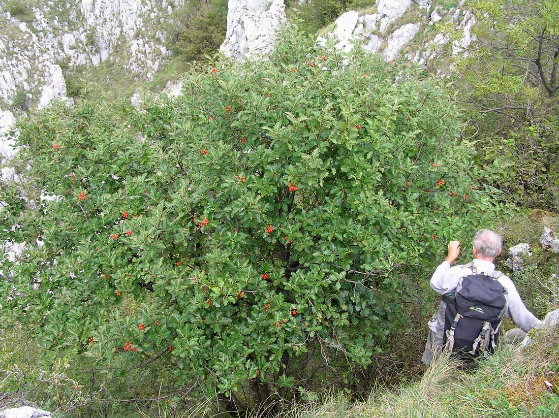 Изображение особи Sorbus semipinnata.