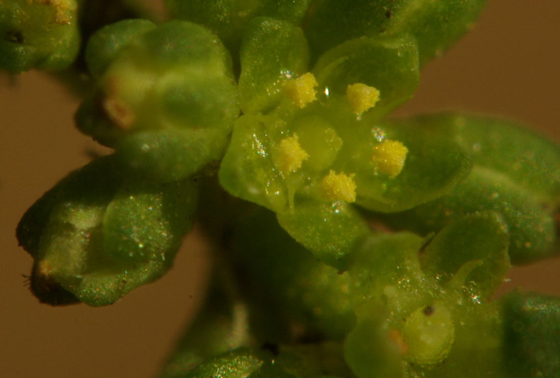 Image of Herniaria glabra specimen.