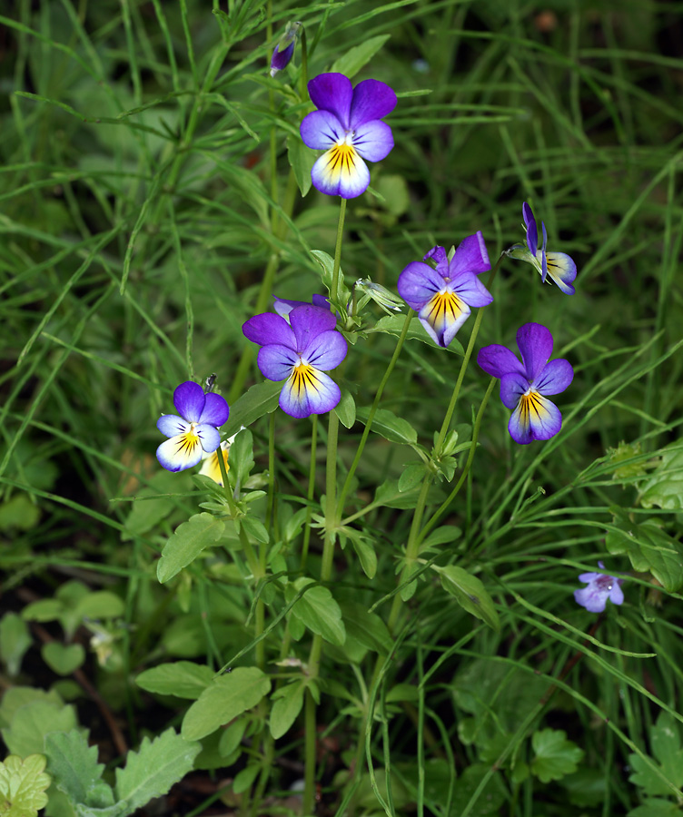 Изображение особи Viola tricolor.