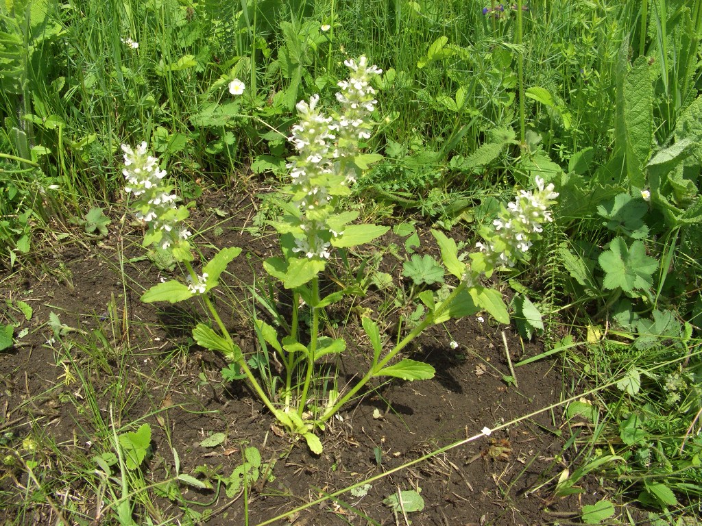 Изображение особи Ajuga genevensis.