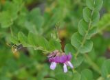 Lathyrus japonicus