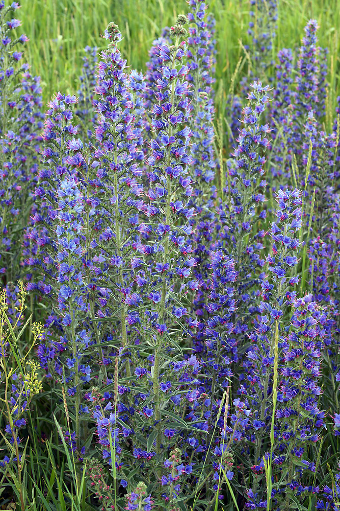 Изображение особи Echium vulgare.