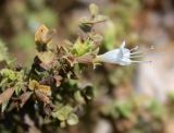 Origanum dayi. Верхушка цветущего растения. Israel, Northern Negev. 14.10.2006.