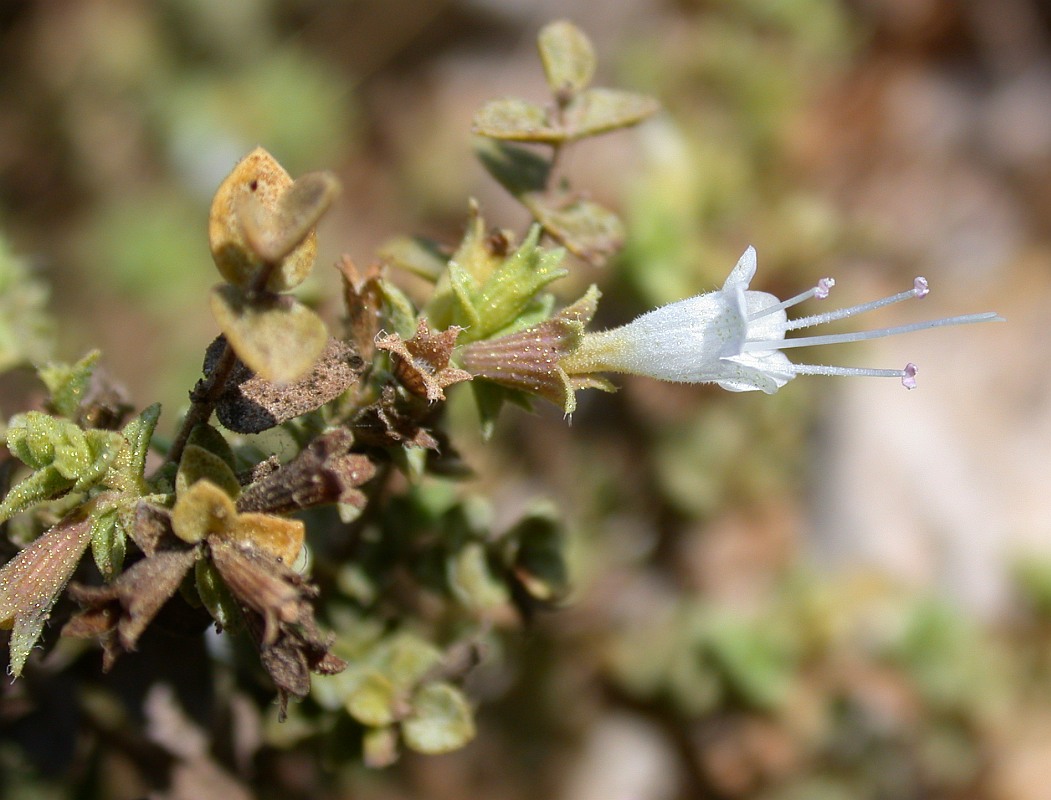 Image of Origanum dayi specimen.