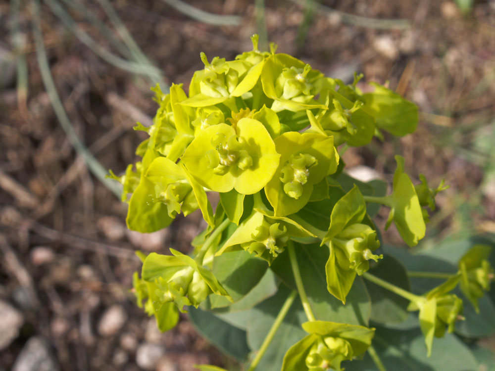 Image of Euphorbia glomerulans specimen.