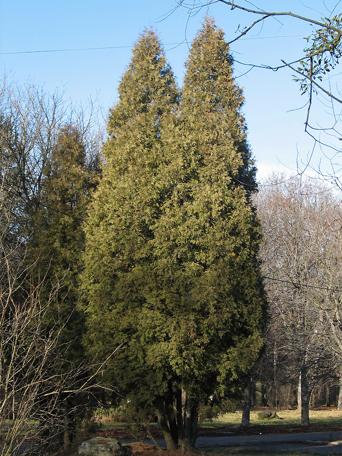 Изображение особи Thuja occidentalis.