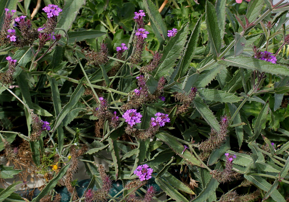 Image of Verbena rigida specimen.