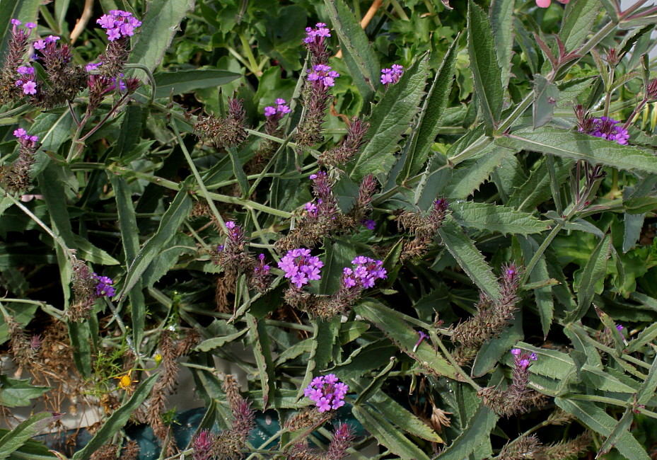 Image of Verbena rigida specimen.