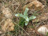 Juno palaestina. Цветущее растение. Израиль, Северный Негев, лес Лаав. Январь 2008 г.