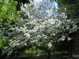 Malus baccata
