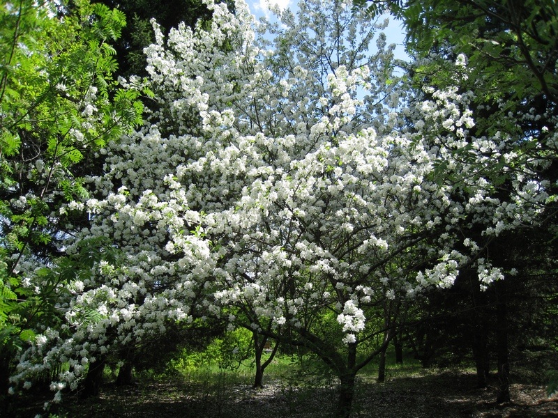 Image of Malus baccata specimen.