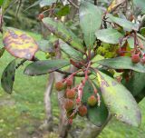 Arbutus unedo