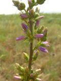 Campanula bononiensis. Часть соцветия с бутонами. Ростовская область, г. Новочеркасск, бугры. 21.06.2010.