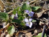 Viola rupestris