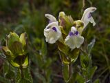 Scutellaria oreades