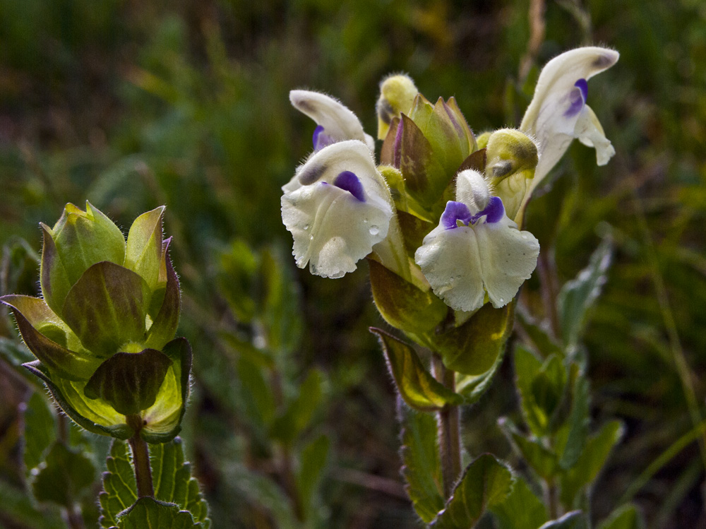 Изображение особи Scutellaria oreades.